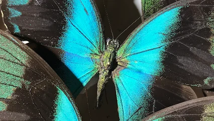 Muzeum Motyli Arthropoda